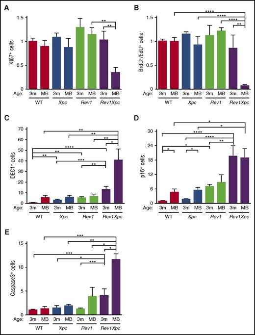 Figure 4. Rev1 protects against endogenous DNA damage–induced senescence and apoptosis (see also supplemental Figure 5). Proliferation, replication, senescence, and apoptosis were quantified in bone marrow of all 4 genotypes. *P < .05; **P < .01; ***P < .001; ****P < .0001. Data are mean ± SEM. Reduced proliferation (Ki67 immunostaining) (A) and replication (BrdU and EdU incorporation) (B) in the bone marrow of moribund Rev1Xpc mice. WT: 3 m (n = 7-9), MB (n = 5-6). Xpc: 3 m (n = 6-8), MB (n = 6). Rev1: 3 m (n = 7), MB (n = 6). Rev1Xpc: 3 m (n = 6), MB (n = 9). Increased senescence and apoptosis in the bone marrow of Rev1Xpc mice as demonstrated by immunostaining for Dec1 (C), p16 (D), and caspase-3 (E). WT: 3 m (n = 4-8), MB (n = 5-6). Xpc: 3 m (n = 5-8), MB (n = 5-6). Rev1: 3 m (n = 3-7), MB (n = 6). Rev1Xpc: 3 m (n = 3-6), MB (n = 6-8). m, months; MB, moribund (see Figure 2A for survival data). The fraction of positive cells shown was normalized relative to 3-month-old WT bone marrow.