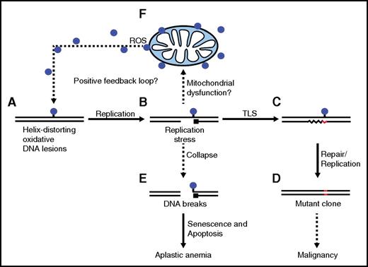 Figure 6. Model for the role of mutagenic TLS in maintenance of the hematopoietic system. (A) Genomic nucleotides, damaged by endogenous sources or by chemical decay, form a threat to DNA transactions such as transcription or replication, in case they remain unrepaired. (B) Processive replication is arrested by a nucleotide, damaged by a helix-distorting oxidative nucleotide lesion. (C) The damaged nucleotide is bypassed by TLS. This prevents replication stress, but at the expense of the frequent incorporation of an incorrect nucleotide opposite the lesion (in red). (D) Subsequent repair of the damaged nucleotide, or replication of the bottom DNA strand, fixates the mutation. This contributes to the acquisition of clonal mutations in the aging hematopoietic system. Mutations in hematopoietic cells acquired during aging have been associated with the development of myeloid neoplasms in humans. (E) Stalled replicons that are not released by TLS can collapse to dsDNA breaks. DNA damage signaling at ssDNA gaps opposing the lesions and at dsDNA breaks induces senescence or apoptosis, ultimately resulting in collapse of the hematopoietic system. (F) We hypothesize that failure to release arrested replicons may underlie the observed mitochondrial dysfunction, possibly via depletion of NAD+ that is required simultaneously at DNA breaks and for mitochondrial respiration. This may lead to increased ROS production and to the induction of additional oxidative DNA lesions. A positive feedback loop between replication stress at the nuclear genome and mitochondrial dysfunction is proposed to further accelerate the collapse of the hematopoietic system.