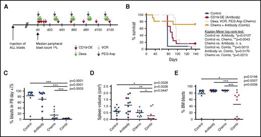 Figure 2. CD19-DE is efficient in combination with chemotherapy in an overt leukemia model of infant BCP-ALL in NSG mice. (A) Experimental scheme. Patient-derived ALL xenografts were established by orthotopic intrafemoral transplantation of 100 ALL cells per animal in NSG mice (patient 1), and engraftment was awaited for 21 days (day 0). Mice were then left untreated (control, n = 12), treated with antibody CD19-DE following the same scheme as depicted in Figure 1B (antibody, n = 12); treated with a chemotherapy regimen consisting of dexamethasone days 1-5, vincristine on day 1, and PEG-asparaginase day 1 every 28 days (chemotherapy, n = 11); or a combination of chemotherapy and antibody (combination, n = 11). (B) Marked prolongation of survival of xenografted mice by treatment with the combination of chemotherapy and antibody in comparison with all other groups (Kaplan-Meier log-rank test). (C) Percentage of human blasts in the peripheral blood of mice by FACS analysis on day +75 (Mann-Whitney U test). (D, E) Postmortem analyses of the mice depicted in panel B. Spleen volume measured by the formula: longest length × broadest width × highest height as a marker of leukemic burden (D); human leukemic blasts in the bone marrow (E) (Mann-Whitney U test). Note that there is 1 missing value in the combination group because this mouse was found dead and in decay after >24 h and could not be analyzed. Red triangles and squares represent the surviving animals. combi, combination; d, day; Dexa, dexamethasone; chemo, chemothrapy; PEG-Asp, PEG-asparaginase; VCR, vincristine.