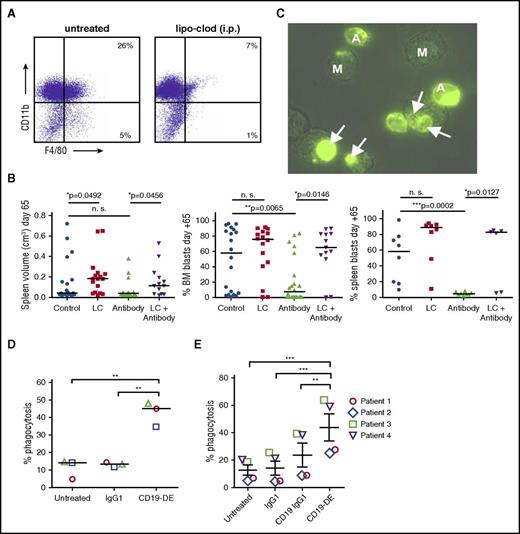 Figure 4. CD19-DE efficacy is dependent on the presence of macrophages in vivo and effectively mediates phagocytosis of ALL cells in vitro. (A) NSG mice were treated with a single injection of liposomal clodronate intraperitoneally, and their bone marrow was analyzed for macrophage depletion by flow cytometry 6 days later. (B) Patient-derived ALL xenografts were established by orthotopic intrafemoral transplantation of 1000 ALL cells per animal in NSG mice (patient 1; day 0). Mice were treated with CD19-DE, as is depicted in Figure 1B (“antibody only”), with LC alone on day −1 and every 7 days thereafter (“LC only”) or with a combination of CD19-DE and LC (“antibody + LC”). Postmortem analyses of the mice that did not succumb to LC toxicity: splenic volume (left) as a marker of leukemic burden; human leukemic blasts in the bone marrow (middle); and human leukemic blasts in the spleen in a subset of mice (right) (Mann-Whitney U test). Mice that could be evaluated for spleen volume and bone marrow infiltration on day +65: control n = 20; LC only n = 16; antibody n = 22; and LC + antibody n = 13. Mice that could be evaluated for spleen blasts on day +65: control n = 8; LC only n = 8; antibody n = 8; and LC + antibody n = 6. (C) Microscopy analyses of antibody-mediated phagocytosis of green-fluorescent 697 ALL cells by human macrophages. Phagocytosis of a leukemic cell by a macrophage (arrows). (D) Enhancement of antibody-mediated phagocytosis of 697 ALL cells by treatment with antibody CD19-DE in vitro (each dot represents an independent experiment, ANOVA, and Bonferroni’s multiple-comparison test). (E) Enhancement of antibody-mediated phagocytosis of 4 primary xenograft-derived patient ALL cells (patients 1-4 in Table 1) by treatment with antibody CD19-DE in vitro (each symbol represents an independent patient, ANOVA, and Bonferroni’s multiple comparison test). Replicate analyses of the individual patients are depicted in Supplemental Figure 3. A, ALL cell; CD19 IgG1, CD19-specific control antibody not containing the CD19-DE Fc modification; IgG1, nontargeting control antibody; i.p., intraperitoneal; lipo-clod, liposomal clodronate; M, macrophage. *P < .05. **P < .01. ***P < .001.