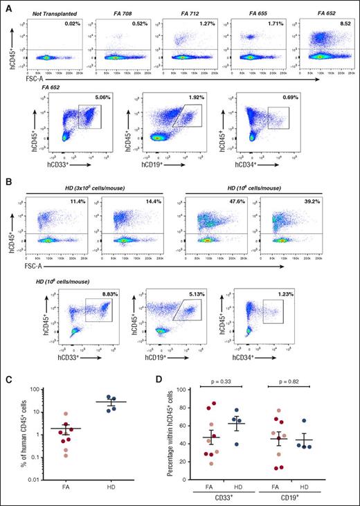 Figure 2. Analysis of the repopulating properties of mobilized peripheral blood CD34+ cells from FA-A patients and healthy donors after transduction for 24 hours with a GMP-produced therapeutic lentiviral vector. The figure shows representative analyses of donor hematopoietic reconstitution in the BM of recipient NSG mice 4 weeks after infusion of FA-A (A) and HD (B) mPB CD34+ cells transduced for 24 hours with the therapeutic PGK-FANCA.Wpre* lentiviral vector. (C) Analysis of engraftment measured as percentage of hCD45+ cells in individual NSG mice after intravenous (dark red circles) or intrabone (light red circles) injection of FA or the intravenous injection (blue circles) of HD mPB CD34+ cells transduced under the established conditions. (D) Distribution of donor myeloid and lymphoid cell engraftment in the BM of recipient mice transplanted with transduced FA-A and HD CD34+ cells (symbols as in panel C). CD34+ cells from 4 different FA-A patients and from 1 HD, all of them treated with G-CSF and plerixafor.