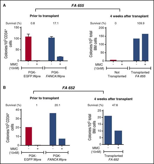 Figure 3. Increased proportion of MMC-resistant colonies 4 weeks after transplantation of transduced CD34+ cells from 2 FA-A patients. The figure illustrates the number of colonies and the proportion of colonies resistant to FA cytotoxic doses of MMC (% of survival to 10 nM MMC) before and 4 weeks after transplantation of FA CD34+ cells transduced with the therapeutic PGK-FANCA.Wpre* lentiviral vector into NSG mice (blue bars). As controls, colony numbers generated by samples transduced with the nontherapeutic PGK-EGFP.Wpre* LV or samples from nontransplanted mice (red bars) are also shown. Control cultures showed that no hematopoietic colonies were generated when BM cells from nontransplanted mice were tested.
