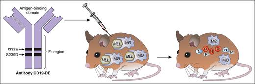 Schematic showing a mouse with MLL ALL receiving the antibody CD19-DE. The mouse receives the antibody treatment, and leukemia cells (MLL) are eradicated with help from macrophages (Mφ). The mouse then has normal hematopoiesis (N, neutrophils; P, platelets; R, red blood cells). Professional illustration by Patrick Lane, ScEYEnce Studios.
