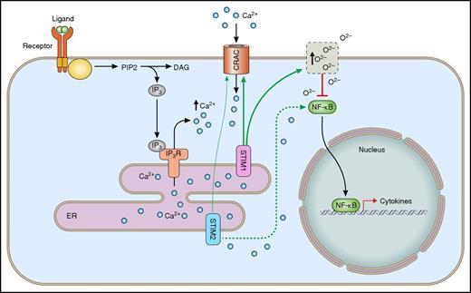 Differential roles of STIM1 and STIM2 in calcium-dependent signaling pathways in neutrophils. Following the engagement of surface receptors, the second messenger IP3 is produced. Following binding of IP3 to its receptors, Ca2+ is released into the cytoplasm, leading to ER-store depletion. STIM1 and STIM2 sense changes in ER-Ca2+ concentration and induce SOCE via the interaction with calcium-release activated channels (CRAC) in the plasma membrane. Additionally, STIM1 induces production of ROS, which in turn inhibit the activation of the transcription factor NF-κB and cytokine synthesis. In contrast, STIM2 activates the calcium-dependent translocation of NF-κB, leading to increased cytokine synthesis. IP3R, IP3 receptor.