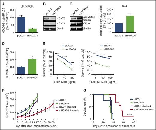 Figure 3. HDAC6 knock-down increases CD20 levels and potentiates the efficacy of rituximab in vitro and in vivo. Raji cells were stably transduced with either pLKO.1 or pLKO.1-shHDAC6. (A) HDAC6 levels were assessed with qRT-PCR with SYBRGreen. The experiments were repeated independently twice. (B) The levels of HDAC6 and HDAC1 were assessed in western blotting. β-actin levels were used as a loading control. The experiments were repeated independently twice. (C) The levels of CD20 and acetylated-tubulin were assessed in western blotting. β-actin level was used as a loading control. Densitometric analysis from 4 independent immunoblots was performed using Image Studio Lite. The results are presented as a fold change of band intensities vs controls (± SEM). Statistical significance was determined with Mann-Whitney test, *P < .05 vs control. (D) The levels of surface CD20 were analyzed with flow cytometry on staining with FITC-conjugated anti-CD20 antibody. Cell viability was assessed with PI staining. The results are presented as a percentage of MFI of control cells (± SD). Statistical significance was determined with Mann-Whitney test, *P < .05 vs control. The experiments were repeated independently 3 times. (E) R-CDC and O-CDC were performed as described earlier (Figure 1D). Statistical significance was determined using 2-way analysis of variance test with Tukey’s correction, ****P < .0001 vs control. The experiments were repeated independently 3 times. (F-G) For in vivo studies, BALB/c SCID mice were inoculated subcutaneously with Raji cells either stably transduced with scrambled shRNA (pLKO.1) or shRNA against HDAC6 (pLKO.1-shHDAC6). Mice (n = 5-10) were then injected intraperitoneally with rituximab (30 mg/kg) 3 times a week for 3 consecutive weeks. (F) Effect of rituximab on tumor growth. Statistical significance was determined using multiple unpaired t tests, *P < .05, RTX pLKO.1 vs RTX shHDAC6. (G) Kaplan-Meier survival plot of mice pooled from 2 independent experiments. Statistical significance was determined using log-rank survival analysis, ****P < .0001, RTX pLKO.1 vs RTX shHDAC6.