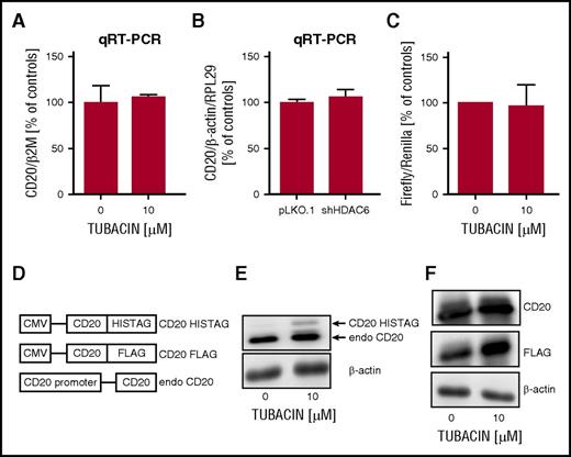 Figure 5. HDAC6 inhibition does not influence CD20 mRNA levels and MS4A1 promoter activity. (A) cDNA prepared from mRNA of Raji cells preincubated for 24 hours with 10 µM tubacin was used for qRT-PCR amplification of CD20 and β2M with corresponding probes labeled with FAM and DABCYL. (B) cDNA from Raji cells stably transduced with either pLKO.1 or pLKO.1-shHDAC6 was used for qRT-PCR using SYBRGreen. The experiments were repeated independently 3 times. (C) Relative luciferase activity was measured in lysates from Raji cells cotransfected with either empty vector or pGL4-wild-type CD20 promoter plus pRL-TK and incubated with 10 µM tubacin for a subsequent 24 hours. Statistical significance was determined with a Kruskal-Wallis test. The experiments were repeated independently 4 times. (D) A diagram illustrating plasmids used for modification of Raji cells. (E) Raji cells stably transduced with pLVX-CD20-HISTAG were incubated with 10 µM tubacin for 48 hours. The levels of endogenous CD20 and CD20-HISTAG were assessed with western blotting with anti-CD20 monoclonal antibody. (F) Raji cells stably transduced with pLVX-CD20-FLAG were incubated with 10 µM tubacin for 48 hours. The level of CD20-FLAG was assessed with western blotting with anti-FLAG antibody. The level of CD20 (both endogenous and exogenous) was assessed with anti-CD20 monoclonal antibody. β-actin level was used as loading control. The experiments were repeated independently twice.