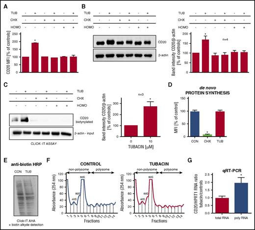 Figure 6. HDAC6 inhibition increases CD20 synthesis de novo. (A) Raji cells were coincubated for 24 hours with 10 µM tubacin (TUB) and inhibitors of protein translation: 10 µg/mL cycloheximide (CHX) or 200 nM homoharringtonine (HOMO). The levels of surface CD20 were analyzed with flow cytometry as described in Figure 1A. The results are presented as a percentage of MFI of control cells (± SD). Statistical significance was determined with Kruskal-Wallis test, *P < .05 vs controls. The experiments were repeated independently 3 times. (B) Raji cells were coincubated with TUB, CHX, or HOMO as described in Figure 6A. CD20 levels in whole-cell lysates were assessed with western blotting. β-actin was used as loading control. Densitometric analysis from 4 independent immunoblots was performed using Image Studio Lite. The results are presented as a fold change of band intensities vs controls (± SEM). Statistical significance was determined with Mann-Whitney test, *P < .05 vs controls. (C-D) Raji cells were coincubated for 4 hours with 50 µM Click-IT AHA and 10 µM tubacin and inhibitors of protein translation cycloheximide (100 µg/mL) or homoharringtonine (2 µM). (C) Newly synthesized proteins were labeled with biotin and immunoprecipitated using Neutravidin Aggarose beads. CD20 levels were assessed in biotinylated fraction, using western blotting. β-actin in input samples served as a loading control. Densitometric analysis from 3 independent immunoblots was performed using Image Studio Lite. The results are presented as a fold change of band intensities vs controls (± SEM). Statistical significance was determined with Mann-Whitney test, *P < .05 vs controls. (D) Control, CHX, or tubacin-treated cells were analyzed with flow cytometry on staining of newly synthesized proteins with Alexa Fluor 488. The results are presented as a percentage of MFI of control cells (± SD). Statistical significance was determined with Kruskal-Wallis test, *P < .05 vs controls. The experiments were repeated independently twice. (E) Raji cells were coincubated for 4 hours with 50 µM Click-IT AHA and 10 µM tubacin. Newly synthesized proteins were labeled with biotin. Global de novo protein synthesis in control and tubacin-treated cells was assessed by western blotting with anti-biotin antibody. The experiments were repeated independently twice. (F-G) Control and tubacin-pretreated Raji cells were lysed in 25 mM KCl buffer, and the cytoplasmic fraction was separated onto a 10%-40% sucrose gradient. (F) Polysomal profiling of control and tubacin-treated cells. (G) Cytoplasmic RNA and polysomal-associated RNA from control or tubacin-pretreated Raji cells were reverse transcribed. CD20 levels were quantified by real-time polymerase chain reaction, using SYBR Green, and normalized to HPRT1 mRNA. qPCR analysis was performed in triplicates. Analysis of mRNA levels for each target was normalized to HPRT1 mRNA. The cytoplasmic RNA (totRNA) and the polysomal-associated RNA (polyRNA) ratios were determined as described in “Materials and methods.” The results are representative of the average RNA ratio ± SEM from 3 independent experiments. Statistical significance was determined with Kruskal-Wallis test, *P < .05 compared with total RNA.