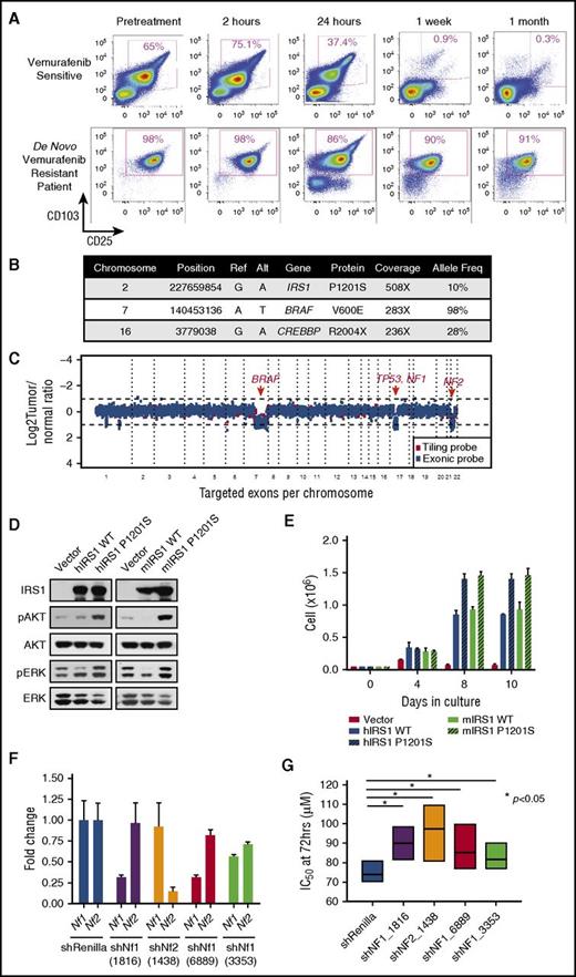 Figure 2. Gain-of-function mutation in IRS1 and NF1/2 loss result in de novo vemurafenib resistance in cHCL. (A) Serial flow cytometric analyses of cHCL cells (CD103+/CD25+) in the peripheral blood of a patient with cHCL before vemurafenib initiation and during the first month of treatment (top), as well as a different patient before vemurafenib initiation until time of death (bottom). Mutations (B) and CN alterations (C) detected in pretreatment cHCL sample from the vemurafenib-resistant patient. (D) Western blot analysis of human (hIRS1) and mouse IRS1 (mIRS1) complementary DNA constructs in wild-type (WT) or mutant forms on AKT and ERK phosphorylation related to empty vector. (E) Cell growth of IRS1-expressing Ba/F3 cells from (D) after interleukin-3 withdrawal. (F) Quantitative reverse transcription polymerase chain reaction of Nf1 and Nf2 expression after anti-Nf1 or -Nf2 short hairpin (shRNA) knockdown. The numbers below each shRNA indicate the shRNA oligonucleotide sequence (as shown in supplemental Methods). (G) IC50, 50% inhibitory concentration (IC50) of BRAFV600E-expressing Ba/F3 cells to vemurafenib with or without knockdown of mNf1 or mNf2.