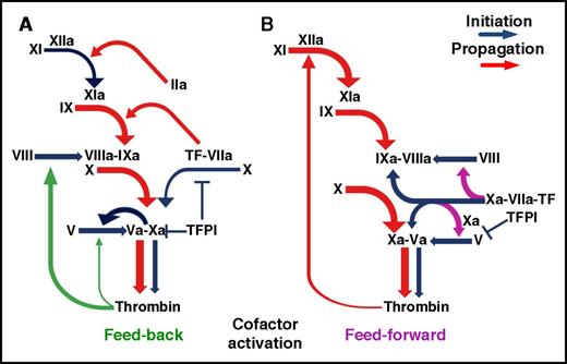 Figure 1. Schematic representation of coagulation initiation and amplification. (A) In the current paradigm, activation of the FVIII and FV cofactors is considered to be primarily a thrombin-mediated feedback reaction, although a key role of FXa in relation to thrombin has been demonstrated for FV activation. (B) The coagulation scheme supported by the present studies highlights in addition the newly identified selective activation of FVIII by nascent FXa within the extrinsic TF-FVIIa-FXa initiation complex prior to inhibition by TFPI. By concurrently activating FIX, the extrinsic TF-FVIIa complex can initiate directly the FVIIIa-FIXa antihemophilic pathway. The 2 depicted mechanisms of coagulation activation may be variably integrated in response to different stimuli.