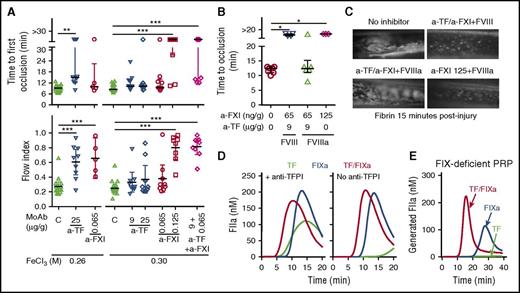 Figure 2. TF pathway and FVIII activation in vivo. (A) Carotid artery occlusion after injury by 7% (0.26 M) or 8% (0.3 M) FeCl3⋅6H2O in C57BL/6J mice treated with anti-TF 21E10, anti-FXI 14E11 MoAbs, or both, as indicated (n = 5-20 in different groups); control mice (panel C) were injected with buffer or isotype-matched nonimmune mouse IgG. (B) Femoral vein occlusion after injury by 4% (0.15 M) FeCl3⋅6H2O in mice (n = 3-7) receiving FVIII or FVIIIa (1.4 pmol bolus followed by 0.47 pmol/min for 15 min) before injury and MoAb treatment. Results in panel A (top) and panel B (dot plots; median and interquartile range) were analyzed with Kruskal-Wallis/Dunn tests; results in panel A (bottom) (dot plot; mean and 95% confidence interval) were analyzed with ANOVA/Tukey tests. (C) Fibrin formation in the femoral vein. Control mice were injected with phosphate-buffered saline (top left). FVIII injection does not prevent the antithrombotic effect of 9 µg/g anti-TF/65 ng/g anti-FXI MoAbs combined (top right). FVIIIa injection bypasses inhibition by this antibody combination (bottom left). FVIIIa cannot bypass inhibition by a full dose (125 ng/g) of anti-FXI MoAb alone (bottom right). (D) Representative TG (n = 3) induced by 0.15 pM rTF, 20 pM FIXa, or both in citrated human PRP (180 ⋅ 103 platelets/μL) recalcified with 18 mM CaCl2 at 37°C and containing 30 μg/mL CTI to block FXIIa and 40 µg/mL rabbit anti-TFPI IgG (left) or nonimmune IgG (right). (E) Representative TG (n = 2) induced by rTF, FIXa, or both as above in recalcified FIX-deficient PPP containing 50 μg/mL CTI and 180 ⋅ 103 normal washed platelets per microliter. *P < .05. **P < .01. ***P < .001.