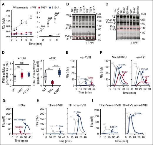 Figure 5. FVIIa mutants with impaired FXa product turnover support FVIII activation by nascent FXa when thrombin feedback is blocked. (A) Time course (mean ± SEM) of 1 µM FX activation by 2 µM phospholipid-free soluble rTF with 10 nM FVIIa WT (n = 4-7), T99Y (n = 2-3), or E154A mutants (n = 3-4); incubation at 37°C (left). FXa generation in reactions with 50 pM phospholipid-reconstituted rTF, 200 pM FVIIa WT or mutants, 135 nM FX, and 700 pM FVIII incubated for 2 (n = 2-3), 4 (n = 4-5), or 6 (n = 6-9) min (right). (B) Representative immunoblots (n = 2) of FVIII activation by 50 pM rTF, 200 pM FVIIa WT or mutants, 135 nM FX, 700 pM FVIII, 3 nM FV, and 200 nM lepirudin, without or with 10 nM TFPIα incubated for 180 s. (C) Representative immunoblots (n = 2) of FV activation in reactions as in panel B incubated 420 s. (D) FVIIIa activity (25th-75th percentile bars, min-to-max whiskers, line at the median) generated as in panel B but without TFPIα, measured as FXa produced by 10 nM FIXa (n = 9 for FVIIa WT and T99Y; n = 5 for E154A) by ANOVA/Tukey tests (left). FVIIIa-FIXa activity generated with 90 nM FIX replacing FIXa; incubation 360 s (n = 5-6) (right). (E) Representative TG (n = 3) initiated by 2.5 pM rTF and 400 pM FVIIa WT or mutants in FVII-deficient reconstituted PRP containing 30 µg/mL CTI, 8 µg/mL anti-FVIII MoAb 8D4-blocking FVIIIa cofactor activity. (F) Representative TG (n = 3) as in panel E but without anti-FVIII MoAb and without (left) or with (right) 20 µg/mL anti-FXI MoAb O1A6-blocking FXIa activity in FIX activation. (G) Representative TG (n = 3) initiated by 20 pM FIXa in FVII-deficient reconstituted PRP containing 4 µM hirugen, 30 µg/mL CTI, 20 µg/mL anti-FXI MoAb. (H) Representative TG as in panel G but initiated by 2.5 pM rTF and 400 pM FVIIa WT or E154A with (left; n = 3) or without (right; n = 5) 8 µg/mL anti-FVIII MoAb. (I) Representative TG as in panel H but with added 3 nM FVa with (left; n = 4) or without (right; n = 5) anti-FVIII MoAb. **P < .01. ***P < .001.