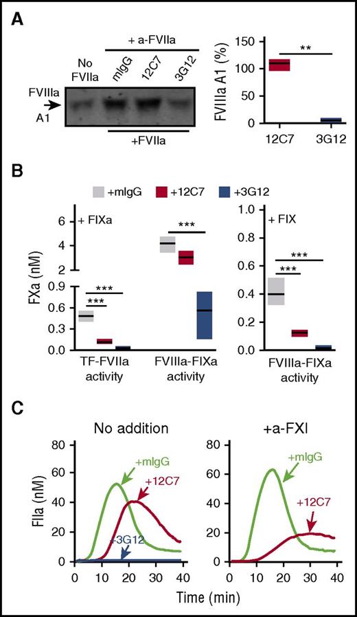 Figure 6. Anti-FVIIa MoAb 12C7 mimics FVIIa T99Y functional properties. (A) Representative immunoblot showing the effect of anti-FVIIa MoAbs 3G12 and 12C7 (20 µg/mL) on TF-dependent FVIIIa generation in reactions including 50 pM rTF, 200 pM FVIIa, 135 nM FX, 3.5 nM FVIII, 3 nM FV, and 200 nM lepirudin incubated for 120 s at 37°C (left). Quantification of the data on the left (n = 3; min-to-max floating bars, line at the mean) (right); differences were evaluated by Welch-corrected 2-tailed t test. (B) Anti-FVIIa MoAb 12C7, but not 3G12, preserves FVIIIa-dependent FXa generation by 10 nM FIXa (left; n = 3), but not 90 nM FIX (right; n = 3-5) in reactions containing 50 pM rTF, 200 pM FVIIa, 700 pM FVIII, 3 nM FV, 135 nM FX, 10 nM TFPIα, 200 nM lepirudin, and 2.5 mM CaCl2 incubated for 180 or 360 s, respectively, at 37°C. Anti-FVIIa MoAbs or control mouse IgG were added at 20 µg/mL. Results (min-to-max floating bars, line at the mean) were analyzed by ANOVA/Tukey tests. (C) Representative thrombograms (n = 2) showing the effect of anti-FVIIa MoAbs 3G12 and 12C7 (20 µg/mL) on 1.2 pM rTF-induced TG in normal PRP with CTI (30 µg/mL) and without (left) or with (right) addition of anti-FXI MoAb O1A6 (20 µg/mL) blocking FIX activation by FXIa. **P < .01. ***P < .001.