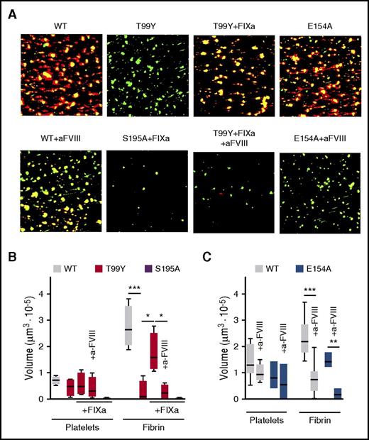 Figure 7. FVIIIa-dependent thrombus formation induced by the TF-FVIIa initiation complex in flowing blood. (A) Blood reconstituted with washed type 0 blood cells added to the original count into FVII-deficient citrated PPP with 200 pM WT or mutant FVIIa and without or with the inhibitory anti-FVIII MoAb C5 (25 μg/mL) was recalcified to 1.29 mM Ca2+ and perfused for 3.5 min at 300 s−1 wall shear rate. Where indicated, FIXa (20 pM) was added to blood. Representative confocal images are shown with superimposed green (platelet aggregates and leukocytes) and red (fibrin) fluorescence channels. Image side = 312 μm. (B) Quantification of the volume of platelet aggregates and deposited fibrin after adding FVIIa WT, T99Y, or S195A without or with anti-FVIII MoAb (n = 4-6 for the different conditions). (C) As in panel B, but after adding FVIIa WT or E154A (n = 3-8 for the different conditions). Results in panels B and C (shown as 25th-75th percentile bars, min-to-max whiskers, line at the median; or min-to-max floating bars, line at the mean when n ≤ 3) were evaluated by the ANOVA/Tukey tests. *P < .05. **P < .01. ***P < .001.