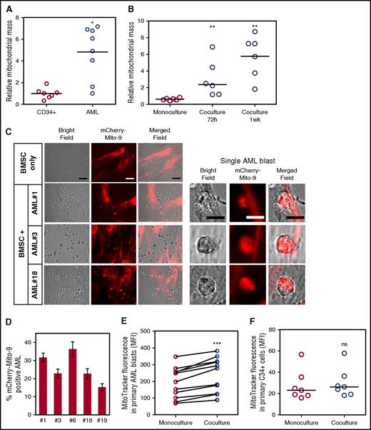 Figure 1. BMSC donate their mitochondria to leukemic blasts. (A) Mitochondrial DNA copy number was assessed in primary nonmalignant CD34+ cells (n = 7) and primary AML blasts (n = 9; P = .0164). (B) Mitochondrial DNA copy number was assessed in primary AML blasts (n = 6) in monoculture vs coculture with BMSC for 72 hours and 1 week (P = .0022). (C) BMSC were transduced with a rLV.EF1. mCherry-Mito-9 Lentivirus. AML blasts were cultured on mCherry-Mito-9 positive BMSC and were analyzed by live cell imaging after a 1-week culture. Bright field, mCherry-Mito9, and merged channels are shown for BMSC only and 3 primary AML patient samples. (Scale bar = 10 µm.) (D) Live cell imaging was repeated with 5 primary AML patient samples; the percentage of mCherry positive AML blasts is presented. (E-F) Primary AML blasts (n = 11) or nonmalignant CD34+ cells (n = 7) were prestained with 200 nM MitoTracker Green FM for 24 hours on BMSC stained with MitoTracker Green FM. MitoTracker fluorescence was analyzed in the AML blasts and nonmalignant CD34+ cells by flow cytometry. A Wilcoxon matched pairs signed rank test was used to determine significance; P ≤ .001 for the AML blasts and P > .05 for the nonmalignant CD34+ cells.