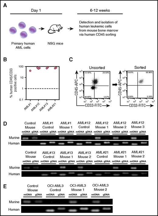Figure 2. Human AML acquire mouse mitochondria in NSG xenograft model. (A) Schematic representation of patient-derived xenograft model used for these experiments. (B) Into NSG mice, 2 × 106 primary AML cells (4 individual patients with AML) were injected intravenously. Engraftment was measured using human CD33 and human CD45. In the dot plot, each AML engraftment into NSG mice is shown for bone marrow and spleen. (C) Engrafted AML were purified from the mouse BM using human CD45 cell sorting. Shown in the flow figure are unsorted and sorted AML populations from the xenograft. (D) Total DNA was extracted from the purified AML and analyzed by PCR for murine and human specific mitochondrial and genomic DNA. PCR products were visualized by agarose gel electrophoresis. (E) OCI-AML3 cells engrafted into NSG mice were also analyzed by PCR and agarose gel electrophoresis.