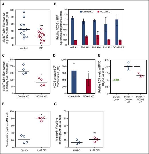 Figure 5. AML-derived NOX2 drives mitochondrial transfer. (A) Primary AML (n = 11) and BMSC were prestained with MitoTracker green FM for 1 hour and then cultured together before 24-hour treatment with DPI (1 µM). (B) Four AML patient samples were transduced with a lentivirus targeted to NOX2 or control for 72 hours. NOX2 mRNA levels were analyzed by real-time PCR and normalized to GAPDH. (C-F) Four AML patient samples were transduced with a lentivirus targeted to NOX2 or control for 72 hours. KD AML cells and BMSC were prestained with MitoTracker green FM for 1 hour and then cultured together for a further 24 hours before MitoTracker was assayed by flow cytometry. (D) Superoxide production was detected in NOX2, and control KD AML cells by AmplexRED assay. (E) BMSC were cultured with control KD AML or NOX2 KD AML. BMSC were stained for ROS, using H2DCFDA (10 µM), and visualized for ROS by flow cytometry. (F) Primary AML or (G) nonmalignant CD34+ were cultured with BMSC and treated with DPI (1 µM) for 72 hours. AML blasts (F) and nonmalignant CD34+ cells (G) were stained with Annexin V and analyzed by flow cytometry.