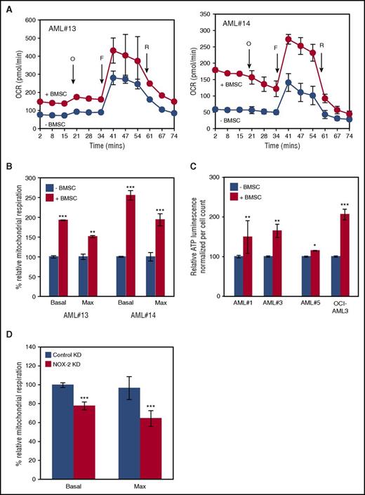Figure 6. Mitochondria acquired by the AML blasts are functionally active and contribute to the metabolic capacity. (A) Primary AML blasts were grown with and without BMSC for 72 hours and then analyzed independently, using the Seahorse XFp Analyzer with the Mito Stress Test Kit. Data represented as mean ± standard deviation. Sequential injections of Oligomycin (O), carbonyl cyanide-4-(trifluoromethoxy)phenylhydrazone (F), and Rotenone (R) were used to obtain respiration dynamics presented in panel B. (C) Primary AML blasts were grown with and without BMSC, and after 72 hours, the ATP production capacity was analyzed by CellTitre-Glo, with cell numbers normalized. (D) BMSC were cultured with control KD AML or NOX2 KD AML for 72 hours. The blasts were then analyzed, using the Seahorse Extracellular Flux Analyzer; basal and maximum mitochondrial respiration is presented.