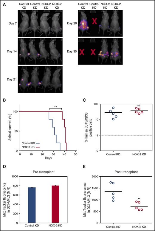 Figure 7. NOX2 and the development of AML in an in vivo xenograft model. (A) Mice were imaged using bioluminescence weekly to monitor engraftment and disease progression in the animals injected with control and NOX2 KD OCI-AML3-luc cells (B) The survival of NSG mice injected with either control KD or NOX2 KD OCI-AML3-luc cells. (C) Engraftment of AML in bone marrow harvested after the human end point was analyzed by flow cytometry for human CD45 expression. (D) Mitochondrial levels were analyzed in the OCI-AML3-luc pre injection into recipient animals by staining for 15 minutes in 200 mM MitoTracker Green FM. (E) Mitochondrial levels in the purified OCI-AML3-luc population after transplant were also analyzed as in panel D.