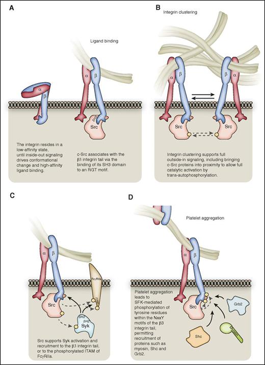 Figure 1. The early stages of αIIbβ3 outside-in signaling. (A) Following inside-out signaling, the integrin adopts a conformation that enables it to bind ligands such as fibrinogen with high affinity. c-Src can associate with the RGT motif of the β3-integrin C-terminal tail via its SH3 domain. (B) Integrin clustering supports full c-Src activation, bringing distinct c-Src proteins into proximity for trans-autophosphorylation. For the sake of clarity, all subsequent figures depict nonclustered αIIbβ3. (C) Src supports the activation of Syk kinase, which may bind via its SH2 domains to the β3 C-terminal tail in a manner independent of β3 tyrosine phosphorylation, or to phosphorylated tyrosines within the ITAM of FcγRIIa. (D) αIIbβ3-mediated platelet aggregation leads to SFK-mediated phosphorylation of tyrosine residues within the NxxY motfis of the β3-integrin C-terminal tail, leading to the recruitment of proteins such as Grb2, Shc, and myosin. Hashed lines represent phosphorylation events, denoted on proteins by a yellow circle.