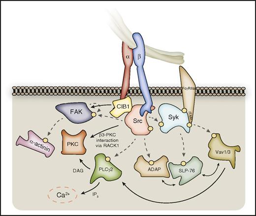 Figure 2. Outside-in signaling downstream of SFKs and Syk. SFKs phosphorylate a host of enzymes and signaling adaptors downstream of activated αIIbβ3, which are important for processes such as platelet spreading. These include PLCγ2, FAK, and ADAP, which in turn further propagate signal transduction. PLCγ2 catalyzes the formation of DAG and IP3 from membrane PtdIns(4,5)P2, leading to PKC activation and calcium liberation, respectively. PKCβ and PKCθ can localize to the β3-integrin tail via RACK1. FAK activation can be supported by CIB-1 bound to the αIIb C-terminal tail, and FAK substrates include the actin-binding protein α-actinin. Syk kinase phosphorylates further downstream targets, including SLP-76, and Vav-family RhoGEFs, which interplay with SFK substrates to propagate outside-in signaling. Hashed lines represent phosphorylation events, denoted on proteins by a yellow circle. Syk may also associate directly with the β3-integrin C-terminal tail.
