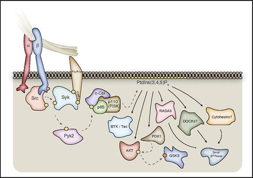 Figure 3. Outside-in signaling through class I PI3Ks. Class I PI3Kβ is particularly important for thrombus stability, and is activated downstream of αIIbβ3 via a pathway involving the kinases Src, Syk, and Pyk2. This leads to phosphorylation of the E3-protein ubiquitin ligase c-Cbl, which associates with the p85 regulatory subunit of class I PI3K. Activated class I PI3Ks phosphorylate membrane PtdIns(4,5)P2 to form PtdIns(3,4,5)P3, which leads to the recruitment and/or activation of a range of PtdIns(3,4,5)P3-binding proteins. These include kinases such as BTK/Tec, PDK1, and AKT. PtdIns(3,4,5)P3 can also regulate a range of GAPs and GEFs for small GTPases, including RASA3, dedicator of cytokinesis (DOCK) proteins, and Cytohesin-family members. Syk may also associate directly with the β3-integrin C-terminal tail. Hashed lines represent phosphorylation events; yellow circles represent activating phosphorylation; orange circles represent inhibitory phosphorylation.