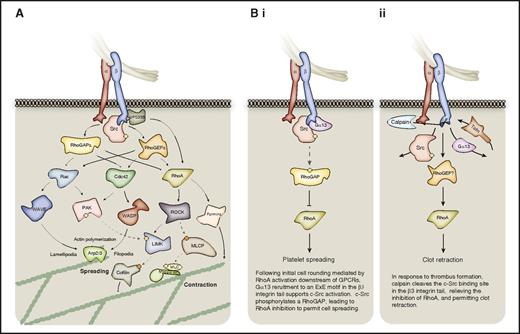 Figure 4. Outside-in signaling to the actomyosin cytoskeleton via Rho-family small GTPases. The Rho GTPases are particularly important for platelet spreading and retraction. (A) The activation status of the 3 Rho-family small GTPases, Rac, Cdc42, and RhoA is regulated by GAPs and GEFs downstream of activated integrins. When GTP-bound and active, these small GTPases signal to the actomyosin cytoskeleton via multiple effector proteins. Cdc42 and Rac can promote Arp2/3-mediated actin polymerization via WASP and WAVE proteins, respectively, whereas RhoA promotes MLC phosphorylation via ROCK-mediated inhibition of MLC phosphatase (MLCP). These small GTPases may also regulate actin dynamics via proteins such as cofilin, and via formins. (B) In platelets, regulation of RhoA activity coordinates platelet spreading and subsequent clot retraction, as discussed in panels i and ii. Hashed lines represent phosphorylation events; yellow circles represent activating phosphorylation; orange circles represent inhibitory phosphorylation.