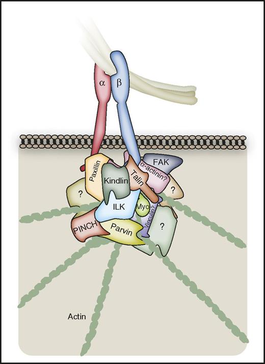 Figure 5. Direct αIIbβ3-cytoskeletal coupling. A number of proteins permit direct coupling of integrins to the actin cytoskeleton, which is important in platelets for processes such as clot retraction. However, the current understanding of this coupling is limited in platelets relative to other cell types. Talin can provide a direct link between the β3-integrin C-terminal tail and actin, and has been reported to be important for clot retraction. Stretch-induced changes in talin lead to the exposure of binding sites for vinculin, although the role for this protein in platelet αIIbβ3 signaling may be minimal. Paxillin and α-actinin can associate with the αIIbβ3 C-terminal tails, and may regulate integrin affinity and actin coupling. Kindlin-3 can couple directly to β3 integrins, and to the actin cytoskeleton via the heterotrimeric complex of ILK, PINCH, and Parvin. ILK can itself couple directly to β3 integrins, and also acts as a scaffold to recruit further proteins. Myosin can bind directly to the tyrosine-phosphorylated β3 C-terminal tail. It is important to note that the integrin-binding sites for many of the depicted proteins may overlap (see “Proteins enabling more direct integrin-cytoskeleton coupling” and Figure 6). The αIIbβ3 adhesome is likely to involve a number of further proteins permitting direct coupling of the integrin to the actin cytoskeleton, which are yet to be identified.