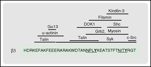 Figure 6. The β3 C-terminal tail serves as a docking site for multiple proteins involved in integrin signaling. Shown are the reported binding sites for the indicated proteins. The 2 NxxY motifs of the β3 tail are underlined, with the phosphorylatable tyrosine residues in bold.