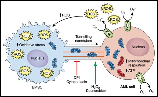 Model for NOX2-driven mitochondrial transfer from BMSCs to AML cells. Schematic representing proposed mechanism by which AML cells generates reactive oxygen species (ROS) and creates hypoxic conditions in the bone marrow that are necessary for the mitochondrial transfer from AML cells. NOX2 expressed by AML cells generates high levels of superoxide, which increases the oxidative stress in the BMSCs and stimulates the formation of TNTs from the membrane of AML cells to the BMSCs. The increased oxidative state in the BMSC triggers the mitochondrial transfer from BMSCs to AML cells, which will in turn increase mitochondria respiration and adenosine triphosphate (ATP) generations in the AML cells. Cytochalasin (inhibitor of actin polymerization) and diphenyleneiodonium (DPI, an inhibitor of NOX2) block mitochondrial transfer. Hydrogen peroxide (H2O2) and the chemotherapy agent daunorubicin increase mitochondrial transfer. Professional illustration by Patrick Lane, ScEYEnce Studios.