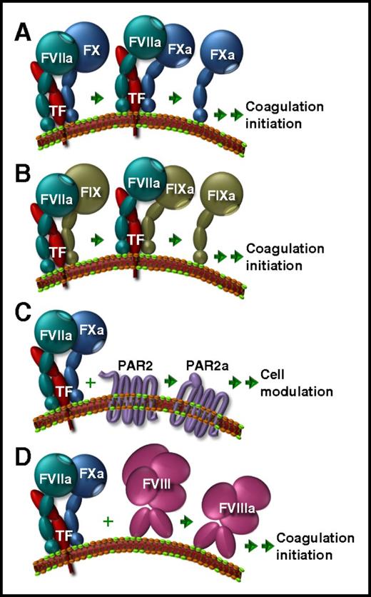 The functions of maestro TF. The TF/FVIIa complex initiates activation of FX to FXa (A) or FIX to FIXa (B) localized to an anionic phospholipid-containing membrane (green lipid polar head groups). (C) Nascent TF/FVII/FXa is an important cell modulator via cleavage of PAR2 to expose its tethered ligand in the stimulated form (PAR2a). (D) Newly defined in the current article is an additional TF/FVIIa/FXa function, which initiates FVIII activation. Double arrows indicate multistep processes.