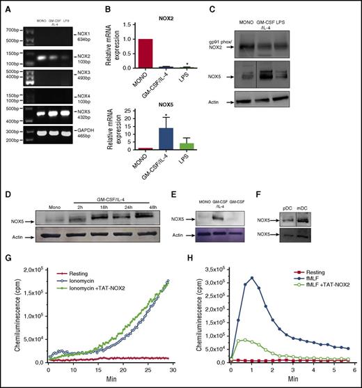 Figure 3. Mo-DC express high levels of active NOX5. Total RNA was extracted from freshly isolated Mos (MONO), immature Mo-DCs (GM-CSF/IL-4), and mature Mo-DCs (LPS) by standard techniques. mRNA levels for (A) NOX1-5 were determined by endpoint PCR using specific primers. Glyceraldehyde-3-phosphate dehydrogenase (GAPDH) was used as loading control. The size of the products is represented in base pairs (bp). (B) Real-time PCR of NOX2 and NOX5. Relative expression to control (MONO) levels for each gene was calculated using the 2−ΔΔCt method, with normalization to the average hypoxanthine phosphoribosyltransferase 1 (HPRT) and GAPDH housekeeping genes. One-way ANOVA with Dunn post-test, *P < .05. (C) Representative western blot analysis for NOX2 (gp91phox), NOX5, and actin (n = 3) in Mos and DC. (D) Time course of expression of NOX5 in Mos treated with GM-CSF/IL-4. (E) Representative western blot (n = 3) for NOX5 and actin in MONO, Mo-DC (GM-CSF/IL-4) cells, and macrophage (GM-CSF). (F) Representative western blots for NOX5 expression in freshly isolated pDC and mDC (n = 2). Quantification of these data can be found in supplemental Figure 3. (G-H) Mos were treated with GM-CSF/IL-4 for 48 hours, incubated in the absence or presence of 20 µM TAT-NOX2 peptide, stimulated with 1 µM ionomycin (G) or 1 µM fMLF (H), and ROS production was measured using luminol-amplified chemiluminescence (n = 3).