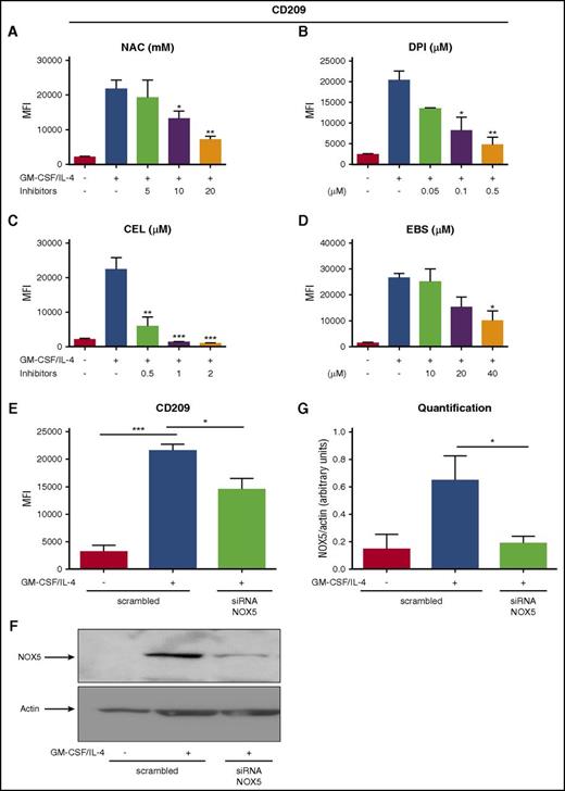 Figure 4. NOX5 regulates Mo-DC differentiation. Flow cytometry analysis of Mos treated with increasing concentration of (A) NAC (5-20 mM), (B) DPI (0.05-0.5 µM), (C) CEL (0.5-2 µM), and (D) EBS (10-40 µM) 15 minutes prior to addition of the cytokine differentiation stimuli (GM-CSF/IL-4) for 6 days. On day 7, cells were harvested and prepared for flow cytometry analysis after incubation with CD86 PE/CD209 PerCP-Cy5.5/CD83 APC cocktail antibodies for 20 minutes in the dark. (E) Mos treated for 18 hours with GM-CSF/IL-4 to induce NOX5 expression and then transfected with 200 nM scrambled or NOX5 siRNA. Five days later, cells were harvested and prepared for flow cytometry analysis as above. Data are presented as MFI of CD209 and are expressed as mean ± SEM (n = 4). (F) Representative western blot analysis of Mo-DC transfection and (G) relative quantification (n = 4, arbitrary units). One-way ANOVA with Tukey test. *P < .05, ***P < .001.