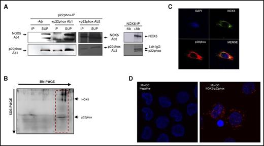 Figure 5. NOX5 and p22phox interact in Mo-DC. (A) Representative western blot of co-IP. p22phox (left) and NOX5 (right) were immunoprecipitated with antibodies to p22phox and NOX5, respectively, and 2 different NOX5 antibodies were used for detection. IP (immunoprecipitate) fractions with or without antibodies (−Ab and +Ab); SUP (supernatant) after immunoprecipitation. (B) Total lysates were separated by 2-dimensional BN/SDS-PAGE (4%-16% and 12%) and immunoblotted with NOX5 and p22phox antibodies. The NOX5-p22phox complex is shown in the red box. (C) Confocal microscopy of Mo-DC, labeled with anti-NOX5 and Alexa 488, anti-p22phox and Alexa 555, and 4′,6-diamidino-2-phenylindole (DAPI; nuclei); 40× objective, zoom 6×. (D) Representative image using the Duolink proximity ligation assay in Mo-DC. Interaction between NOX5 and p22phox is represented by red dot signals (right panel). In the negative control (left, without primary antibodies), only the DAPI signal can be observed; 63× objective, zoom 2×.