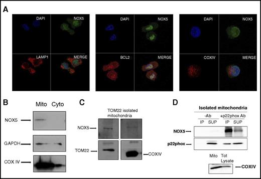 Figure 6. NOX5 is expressed on the outer membrane of the mitochondria and interacts with p22phox. (A) Confocal microscopy of Mo-DC, labeled with anti-NOX5 and Alexa 488, anti-LAMP-1 (lysosome marker), anti-BCL2 (outer membrane mitochondrial marker), or anti-COXIV (inner membrane mitochondrial marker) and Alexa 555, and DAPI (nuclear staining). 40× objective, zoom 6×. (B) Representative western blots of Cyto and Mito fractions isolated by differential centrifugation. Blots were incubated with anti-NOX5, anti-GAPDH (for cytosol), and anti-COXIV (for mitochondria) antibodies. (C) Mitochondria isolation in Mo-DC by magnetic anti-TOM22 separation. A representative western blot from 2 independent isolations is shown. Blots were incubated with anti-NOX5, anti-TOM22, and anti-COXIV antibodies. (D) Representative western blot of co-IP in isolated mitochondria. Immunoprecipitation was achieved with p22phox Ab, and NOX5 Ab was used for detection. Immunoprecipitate fractions with or without antibodies (−Ab and +Ab). Supernatant (SUP) after pull-down. For control, COXIV was detected in the mitochondrial fraction and total (Tot) lysate (bottom panel). Each experiment was repeated 3 times.