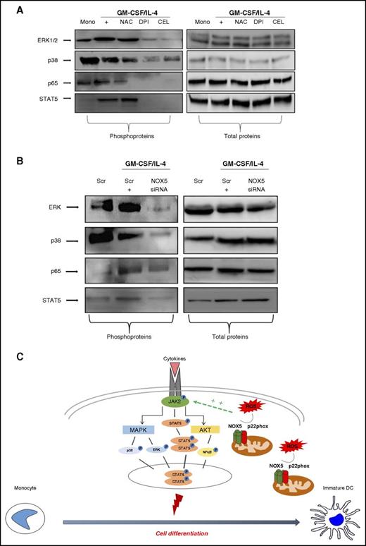 Figure 7. NOX5 inhibition impairs MAPK and NFκB pathways during Mo-DC differentiation. Representative western blot analysis (n = 3) of (A) Mos treated with NAC (10 mM), DPI (0.1 µM), CEL (2 µM), or EBS (40 µM) for 15 minutes prior to addition of cytokine differentiation stimuli (GM-CSF/IL-4) for 6 days. On day 7, cells were harvested and lysed. (B) Mos were treated for 18 hours with GM-CSF/IL-4 to induce NOX5 expression and then transfected with 200 nM scrambled or NOX5 siRNA. Blots were incubated with (left) anti-phospho ERK, anti-phospho p38, anti-phospho p65, anti-phospho STAT5, or (right) with antibodies against the total proteins. Blot quantification can be found in supplemental Figure 7A-B. (C) Our model of regulation of Mo-DC differentiation shows that the complex located on the outer membrane of the mitochondria releases ROS that positively regulate, directly or indirectly, the cytokine-induced JAK2 phosphorylation, leading to subsequent activation of STAT5 phosphorylation, which then dimerize and translocate to the nucleus, promoting cell differentiation. In parallel, JAK2 activation will also induce MAPKinase and AKT/NFκB activation. These signaling events promote differentiation into DCs. Scr, scrambled.