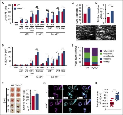 Figure 2. Increased integrin activation in Twf2a−/− platelets. (A-B) Platelet αIIbβ3-integrin (JON/A-PE) activation (A) and P-selectin (anti-CD62P-FITC) exposure (B), serving as a measure for α-granule release, were determined by flow cytometry. (C-D) Platelet adhesion (C) and thrombus formation (D) under flow (1000 s−1) were analyzed in a flow chamber system. Scale bars, 25 μm. Images were acquired with a Zeiss Axiovert 200 inverted microscope (40×/0.6 oil objective). (E) Washed platelets were allowed to spread (15 min) on fibrinogen (100 μg/mL), and phase abundance was determined. (F) Platelet clot retraction in response to stimulation with thrombin (5 U/mL) over time. Residual plasma volume was determined 120 minutes after the addition of thrombin. Images are representative of 4 individuals. (G) Tln recruitment to β3-integrin tails was assessed by immunostaining (talin, magenta; Itgb3, cyan) and confocal microscopy. Scale bars, 3 μm. Images were acquired with a TCS SP8 confocal microscope (100×/1.4 STED WHITE oil objective, Leica Microsystems). (H) Quantification of the peripheral zone (talin and β3-integrin co-localization) width. Values are mean ± SD (n = 6). Images are representative of at least 6 individuals. ***P < .001, **P < .01, and *P < .05, unpaired Student t test (A-G) and Wilcoxon-Mann-Whitney test (H). CRP, collagen-related peptide; CVX, convulxin; rest, resting; Rhd, rhodocytin; U46, U46619, a stable thromboxane A2 analog.