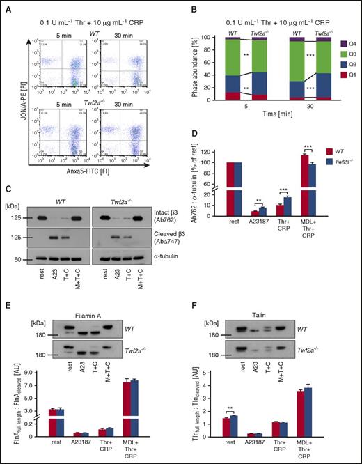 Figure 5. Delayed integrin closure accounts for the hyperresponsiveness of Twf2a−/− platelets. (A) Washed platelets were simultaneously stimulated with thrombin (Thr/T) and collagen-related peptide (CRP/C) for the indicated periods of time. Activation of αIIbβ3-integrins (JON/A-PE) and phosphatidylserine exposure (Anxa5-FITC) on the outer leaflet of the platelet membrane was determined by flow cytometry. Flow cytometry plots are representative of at least 6 individuals. (B) Percentage of cells per quadrant. Q1, JON/A+ Anxa5− (top left); Q2, JON/A+ Anxa5+ (top right); Q3, JON/A− Anxa5+ (bottom right); Q4, JON/A− Anxa5− (bottom left). Values are mean (n = 6). (C-F) Platelets were left untreated or preincubated for 10 minutes in the presence of the calpain inhibitor MDL-28170 (MDL/M, 200 μM). Subsequently samples were stimulated with the calcium ionophore A23187 (A23, 10 μM) or thrombin (0.1 U/mL) and CRP (10 μg/mL), lysed, and processed for immunoblotting. Full-length (Ab762) and calpain-cleaved (AbΔ747) β3-integrin (C), as well as filamin A (E), talin (F), and α-tubulin, were probed with the respective antibodies and analyzed by densitometry. Values are mean ± SD (n = at least 4). ***P < .001, **P < .01, and *P < .05, unpaired Student t test.