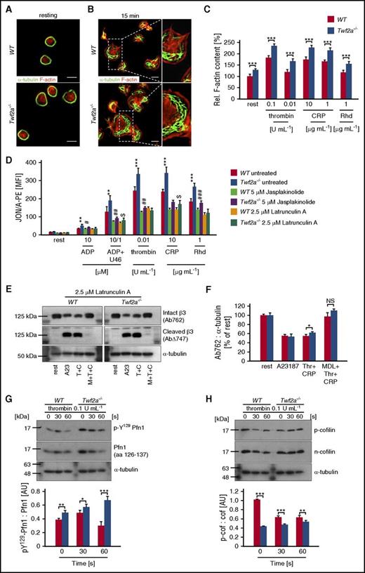 Figure 6. Disinhibition of actin assembly prevents integrin closure in Twf2a−/− platelets. (A-B) Resting (A) or fibrinogen-spread (B) platelets were stained for F-actin (red) and α-tubulin (green) after the indicated time periods. Images were acquired with a TCS SP8 confocal microscope (100×/1.4 STED WHITE oil objective, Leica Microsystems). Scale bars, 3 μm. Images are representative of at least 6 individuals. (C) Relative F-actin content of resting and activated platelets was determined by flow cytometry. (D) Control (dimethyl sulfoxide) or toxin-treated (5 μM jasplakinolide, 2.5 μM latrunculin A) platelets remained resting or were activated with the indicated agonists and concentrations. αIIbβ3-integrin activation (JON/A-PE) was determined by flow cytometry. (E-F) Latrunculin A–treated (2.5 μM for 10 minutes) platelets were left untreated (rest) or preincubated for 10 minutes in the presence of the calpain inhibitor MDL-28170 (200 μM). Subsequently, samples were stimulated with the Ca2+ ionophore A23187 (10 μM) or thrombin (0.1 U/mL) and collagen-related peptide (10 μg/mL), lysed, and processed for immunoblotting. Full-length (Ab762) and calpain-cleaved (AbΔ747) β3-integrin, as well as α-tubulin, were probed with the respective antibodies and analyzed by densitometry. (G-H) Platelets were left untreated or stimulated for the indicated time points with 0.1 U/mL thrombin, lysed, and processed for immunoblotting. Total Pfn1 (aa 126-137), phospho-Y129 Pfn1 (G), total n-cofilin, phospho-cofilin (H), and α-tubulin were probed with the respective antibodies and analyzed by densitometry. Values are mean ± SD (n = at least 4). A23, A23187 (Ca2+ ionophore); CRP/C, collagen-related peptide; MDL/M, MDL28170 (calpain inhibitor); Rhd, rhodocytin; Thr/T, thrombin; U46, U46619 (synthetic thromboxane A2 analog). ***,###P < .001, **,##P < .01, and #,$P < .05, unpaired Student t test.