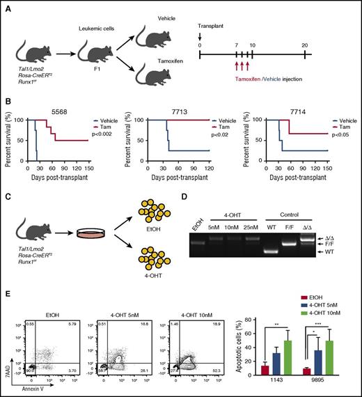 Figure 1. RUNX1 is required for the maintenance of leukemic growth in vivo, and Runx1 deletion in vitro results in apoptosis of leukemic cells. (A) Experimental strategy used to determine the effects of Runx1 deletion on leukemia progression in vivo. Three independent mouse T-ALLs from Tal1/Lmo2/Rosa26-CreERT2 Runx1f/f mice were transplanted into mice and treated 1 week later with vehicle or tamoxifen for 3 days. (B) Kaplan-Meier survival curves are shown for 3 mouse T-ALLs. The difference in overall survival between the vehicle- and tamoxifen (Tam)-treated groups was assessed by the log-rank test (n = 4 for the vehicle group, n = 6 for Tam group in all 3 experiments). (C) Experimental strategy used to determine the effects of Runx1 deletion on mouse T-ALL survival in vitro. (D) Genomic DNA was isolated from mouse T-ALL cells 48 hours after EtOH or 4-OHT treatment to examine Runx1 deletion by genomic PCR. (E) Mouse T-ALL cell lines 1143 and 9895 were treated with vehicle or 4-OHT for 72 hours, stained with Annexin V-FITC and 7-AAD and analyzed by flow cytometry. The quantifications of Annexin-V–positive cells from 4 independent experiments are shown as means ± standard deviations (SD) (right). *P < .05; **P < .005; ***P < .0005; two-way analysis of variance (ANOVA) multiple comparisons test.