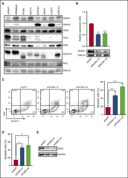 Figure 2. RUNX1 is ubiquitously expressed in human T-ALL cells, and RUNX1 or CBFβ knockdown results in apoptosis. (A) Protein was isolated from human T-ALL cell lines and RUNX1, RUNX3, CBFβ, TAL1, MYB, NOTCH1, and MYC protein levels were determined by immunoblotting. Extracellular signal–regulated kinase 1/2 (ERK1/2) was used as a loading control. (B) The human T-ALL cell line Jurkat was infected with lentiviruses expressing a control shRNA or 2 shRNAs specific for RUNX1. RUNX1 mRNA and protein levels were examined by qRT-PCR and immunoblotting. (C) RUNX1 knockdown results in leukemic cell apoptosis. Control (GFP) and RUNX1 shRNA-transduced Jurkat cells were stained with Annexin V-FITC and 7AAD and analyzed by flow cytometry 6 days after infection. A representative flow profile is shown (left). The percentage of apoptotic cells was determined by Annexin V/7AAD staining and analyzed by flow cytometry. Four independent experiments were performed, and data are shown as means ± SD (right). (D) CBFβ knockdown also induces apoptosis. Control (GFP) or CBFβ shRNA-transduced Jurkat cells were stained with Annexin V-FITC and 7AAD and analyzed by flow cytometry. Four independent experiments were performed, and data are shown as means ± SD (right). (E) CBFβ protein levels in control and knockdown cells were analyzed by immunoblotting. **P < .005; ***P < .0005; ****P < .0001, one-way ANOVA multiple comparisons test.