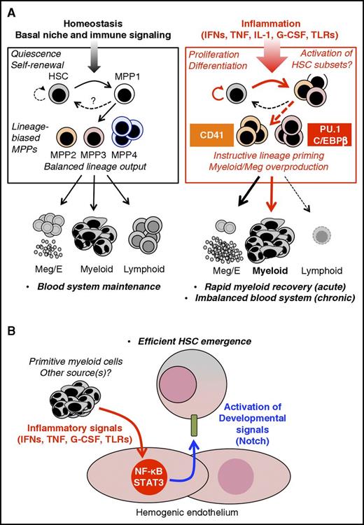 Figure 1. Inflammatory signals regulate HSC fate. (A) Adult hematopoiesis. Under homeostatic conditions, hematopoietic output is dominated by lineage-biased MPP subsets, particularly the numerically most abundant MPP4 compartment, which generates primarily myeloid and lymphoid output, resulting in balanced blood production. On the other hand, the megakaryocyte/erythroid (Meg/E)-biased MPP2 and myeloid-biased MPP3 are less numerous and may contribute little to normal homeostasis. The phenotypic HSC compartment also includes a subset of metabolically active HSCs, termed MPP1, which likely serves as a “ready” compartment for rapid activation during acute need. Under homeostatic conditions, this system is regulated by BM niche signals and basal levels of proinflammatory cytokines, which maintains a balance between HSC dormancy and lineage priming. In response to proinflammatory signals or during hematopoietic regeneration, the HSC compartment undergoes distinct fate changes, including transient proliferation, expansion of MPP1, and the activation of instructive lineage-specific programs in subsets of HSCs. These include Meg priming in CD41+ cells following IFN, TNF, and IL-1 exposure, as well as activation of C/EBPβ and PU.1 in response to IFN-γ and IL-1, respectively. These lineage-primed HSCs in turn lead to expansion of Meg/E-biased MPP2 and myeloid-biased MPP3, likely resulting in rapid production of platelets and myeloid populations. Meanwhile, lymphoid output is suppressed via inflammatory reprogramming of MPP4, resulting in additional myeloid production. (B) Embryonic development. Proinflammatory factors produced in the AGM by myeloid cells from the primitive hematopoietic wave, as well as from other sources, directly activate NF-κB and STAT3 in hemogenic endothelial cells, leading to increased expression of Notch ligands, hence promoting HSC specification. Thus, inflammatory signals have emerged as central players in controlling developmental pathways required for HSC emergence. These findings suggest a close evolutionary and functional relationship between inflammation and tissue development. G-CSF, granulocyte colony-stimulating factor.