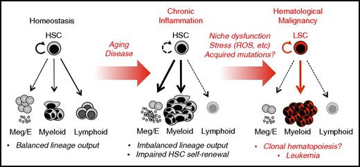 Figure 2. Chronic inflammation in hematological malignancy. Unlike homeostatic blood production, in which HSCs generate a balanced lineage output, chronic inflammation related to disease and/or physiological aging is characterized by continuous production of proinflammatory signals that can lead to significant alteration in HSC function and output. In particular, chronic overproduction of myeloid cells and platelets occurs, often accompanied by loss of lymphoid output (immunosenescence) and impaired erythroid production (anemia of chronic disease). Moreover, chronic inflammation, or even serial inflammatory episodes, may create a maladaptive context in which continued exposure to stress conditions brought about by continued proliferation, BM niche dysfunction, and exposure to stressors such as reactive oxygen species (ROS) promotes genomic instability and potentially the acquisition of somatic mutations, including those characteristic of clonal hematopoiesis of indeterminate potential. In the context of chronic inflammation, normal hematopoiesis may also be impaired in a manner such that preexisting HSC clones carrying leukemogenic mutations may have increased potential to expand and evolve. Hence, chronic inflammation may function as an initiator, as well as a driver, of hematological malignancy. Further investigation is required to identify the source(s) of inflammatory signals, particularly in the bone marrow niche, and whether the effects of chronic inflammation on HSCs play a causative role in the development of hematological malignancies.