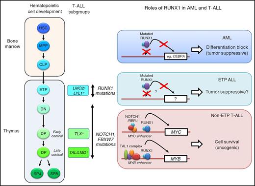Hematopoietic cell development, T-ALL subgroups and the roles of RUNX1. Different subgroups of T-ALL (TAL/LMO+, TLX+, and LMO2/LYL+) are associated with specific stages of T-cell differentiation. RUNX1 mutations are enriched in ETP ALL. Mutations in the NOTCH1 signaling pathways (NOTCH1 and FBXW7) are enriched in non-ETP T-ALL. In AML cells, mutated RUNX1 fails to bind to DNA or activate transcription.2 This leads to differentiation block via repression of downstream target genes such as CEBPA (top). In non-ETP T-ALL, RUNX1 binds to the MYC and MYB enhancers with the NOTCH1/RBPJ complex and the TAL1 complex, respectively, and activates their expression, thereby promoting T-ALL cell survival (bottom).1 In this context, RUNX1 serves as an oncogenic factor. In ETP ALL, mutated RUNX1 possibly acts as a tumor suppressor, although detailed mechanisms have not yet been elucidated (middle). CLP, common lymphoid progenitor; DN, double negative (CD4−CD8−); DP, double positive (CD4+CD8+); ETP, early T-cell precursor; HSC, hematopoietic stem cell; MPP, multipotent progenitor; SP, single positive (CD4+ or CD8+).