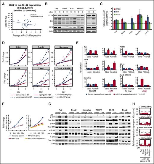 Figure 6. Evaluation of functional significance of MYC and MIR17HG in BL tumors and cell lines. (A) Comparison of average miR-17-92 expression and MYC expression in mBL tumors. miR17∼92 expression levels were inversely correlated with MYC expression in tumors (r = −0.23). (B) Whole-cell lysates were western blotted for PTEN, BIM, MYC, and β-actin expression in the noted BL cell lines expressing empty vector (C) or a vector containing mIR17-92 sponge (S). (C) BIM, PTEN, and MYC expression was normalized to β-actin, and relative expression (sponge/vector control) was quantified from 2 separate western blot experiments. Error bars represent 1 standard deviation. (D) Proliferation in BL cell lines after miR17∼92 sponge expression or MIR17HG knock out (Daudi-CRISPR) and/or ibrutinib (IBT) treatment. Line graph depicts 1 representative experiment of triplicate experiments, and points are the average of 3 biological replicates. Error bars represent 1 standard deviation. BL cell lines were treated with a specific concentration of IBT based on the 50% infective dose calculation for each line. (E) Comparison of mRNA levels of CD22 and FCGR2B in control (vector or parental) or miR17∼92 sponge or knockout (Daudi-CRISPR) cells with or without IgM stimulation. Fold change was calculated relative to the vector or parental controls. Graph depicts 1 representative experiment of 3 separate experiments. Error bars depict 1 standard deviation of 3 technical replicates. (F) Cell proliferation in BL cell lines after MYC KO and/or miR17∼92 knockdown (sponge). Points represent the mean of 3 biological replicates from 1 representative experiment of at least 3 separate experiments. Error bars represent the standard error of the mean. (G) Western blots of whole-cell lysates from control (GFP or parental) or miR17∼92 sponge-expressing or MIR17HG knock-out (Daudi-Cas-9) BL cell lines after induction of BCR signaling with anti-IgM. (H) Relative expression of phosphorylated/total SYK, BTK, BLNK, and ERK was quantified from the western blot, suggesting decreased BCR signaling in miR17∼92 sponge-expressing or KO BL cell lines.
