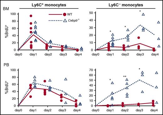 Figure 3. Turnover of monocytes is accelerated in Cebpb−/− mice. Time-course analysis of the incorporation of BrdU into Ly6C+ and Ly6C− monocytes in the BM and PB after BrdU pulsing (n = 3-8 mice per group). The percentages of BrdU+ cells among the indicated monocyte subsets are shown. *P < .05, **P < .01.