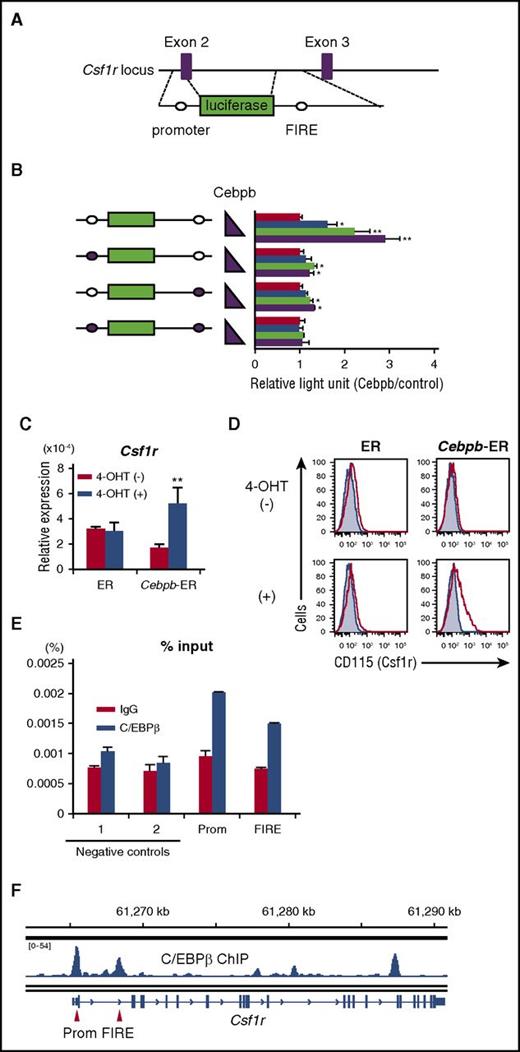 Figure 6. Csf1r is a downstream target of C/EBPβ. (A) Schematic illustration of the Csf1r reporter vector containing the promoter region and FIRE. Open circles indicate the consensus binding sites for C/EBPβ. (B) Activity of the luciferase reporter gene under the control of a combination of the promoter and FIRE of the Csf1r gene in response to different amounts of the C/EBPβ expression vector (0, 1, 5, and 10 ng) (n = 4). Open circles indicate the consensus binding sites for C/EBPβ, and closed circles indicate sites that were mutated to disrupt the binding of C/EBPβ. Data are representative of 2 independent experiments. (C-D) mRNA (C) and surface (D) expression of Csf1r (CD115) in EML cells that were engineered to express ER alone or ER fused to C/EBPβ. 4-OHT, 4-hydroxytamoxifen. Shaded histograms indicate isotype controls. Data are representative of 3 independent experiments. (E) ChIP-PCR to analyze the direct binding of C/EBPβ to the promoter and FIRE region in the Csf1r locus (n = 2). EML cells expressing C/EBPβ-ER were used for this analysis. Data are representative of 2 independent experiments and are presented as mean ± SD. (F) ChIP analysis showing binding of C/EBPβ to the mouse Csf1r locus in monocyte-derived cells. Data were taken from a study by Bornstein et al.40 Red arrows indicate promoter (Prom) and FIRE regions. IgG, immunoglobulin G.