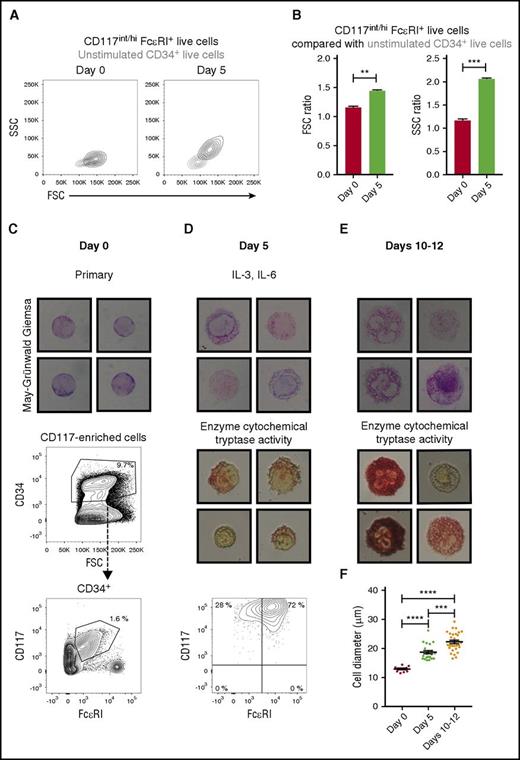 Figure 4. Mast cell progenitors mature in the absence of SCF. (A) The CD34-enriched progenitors were purified from buffy coats and cultured with IL-3 and IL-6. The FSC and SSC parameters of the primary mast cell progenitors (CD117int/hiFcεRI+ cells, left) and the cultured pre–mast cells (CD117hiFcεRI+ cells, right) are shown in black height curves. The gray height curves indicate unstimulated CD34+ cells. One representative buffy coat out of 3 is shown. (B) The mean fluorescence intensities of the FSC and SSC parameters were calculated for each population described in panel A. The ratio between the CD117int/hiFcεRI+ cells and the unstimulated CD34+ cells was then calculated for each time point independently, as the photomultiplier tube voltages of those parameters were adjusted between day 0 and 5 to visualize the cells on scale. The results were pooled from 3 buffy coats. The bars represent the means ± SEM. Unpaired 2-tailed Student t tests. **P < .01; ***P < .001. (C) CD117+ cells were enriched from buffy coats, and CD34+CD117int/hiFcεRI+ cells were isolated with FACS. The isolated CD34+CD117int/hiFcεRI+ cells were stained with May-Grünwald Giemsa. (D) Sorted CD34+CD117int/hiFcεRI+ cells were cultured with IL-3 and IL-6 for 5 days. The cultured cells were analyzed with May-Grünwald Giemsa staining, an enzyme cytochemical staining for trypsinlike activity as a measure of tryptase, and flow cytometry. Live singlet cells are shown in the flow cytometric graph. (E) Sorted CD34+CD117int/hiFcεRI+ cells were first cultured with IL-3 and IL-6 for 5 days and then cultured with SCF and IL-6 for an additional 5 to 7 days. The cultured cells were analyzed with May-Grünwald Giemsa staining and an enzyme cytochemical staining for trypsinlike activity as a measure of tryptase. (F) The largest cell diameter of the primary mast cell progenitors, pre–mast cells, and mast cells was measured using ImageJ (NIH, Bethesda, MD). Each dot in the graph corresponds to 1 cell. The means ± SEM are shown. One-way ANOVA with Tukey’s multiple comparisons test. ***Adjusted P < .001; ****adjusted P < .0001. Images were captured using the Eclipse E400 microscope, the Digital Camera DXM1200, and ACT-1 software (Nikon, Tokyo, Japan). The width of the May-Grünwald Giemsa photos corresponds to 28 μm. The width of the enzyme cytochemical staining photos corresponds to 35 μm. The cultures at day 5 and days 10 to 12 were performed for 2 buffy coats with similar results. The day 0 May-Grünwald Giemsa staining was performed for 1 buffy coat.