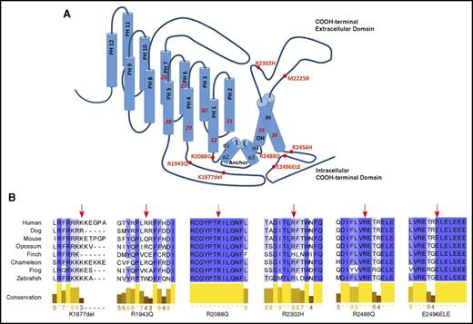 Figure 1. HX-associated PIEZO1 mutations. (A) The position of the 6 PIEZO1 mutations identified in this report and the first 2 HX-associated PIEZO1 mutations described, R2456H and M2225R, are shown on a model of PIEZO1 derived from the cryoelectron microscopy structure.21 The locations of the channel anchor, the peripheral helices (PH), the inner helices (IH), and the outer helices (OH) are shown. (B) Conservation of HX-associated mutant amino acids. The 4 amino acids located in the COOH-terminal domain containing the putative PIEZO1 channel exhibit high degrees of conservation.