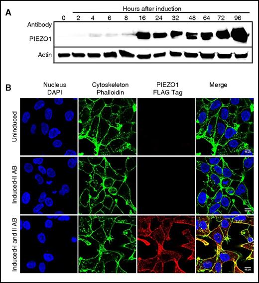 Figure 2. Time course and IF analysis of wild-type PIEZO1 expression in HEK293 cells. (A) Time-course experiments in an HEK293 cells doxycycline-inducible model of PIEZO1 demonstrated significant protein expression beginning at 16 hours and lasting for 96 hours postinduction. The time frame between 24 and 48 hours postinduction was used for all experiments unless otherwise indicated. (B) IF studies localized PIEZO1 expression to the cell membrane after doxycycline induction. 4′,6-Diamidino-2-phenylindole (DAPI) stain of nuclei (blue), phalloidin AF488 stain of F-actin (green), and ATT0647N FLAG-tagged PIEZO1 (red) images in uninduced and induced cells are shown. Scale bars, 10 µM. IAB, primary antibody, mouse anti-FLAG tag ATTO647N; IIAB, secondary antibody, goat anti-mouse; In, induced; Un, uninduced.