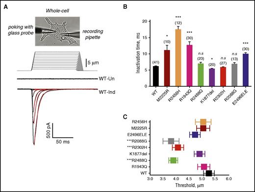 Figure 3. MA currents in HEK293 cells expressing wild-type or mutant PIEZO1. (A) Representative traces of MA inward currents from uninduced (Un) or induced (Ind) stably transfected HEK293 cells expressing wild-type (WT) PIEZO1. Using a patch-clamp electrophysiological technique, functionality of recombinant PIEZO1 channel activity was examined in the whole-cell configuration. Upon a series of mechanical stimulations of a glass probe (1-µm increments, 150-ms step duration), currents were recorded in the whole-cell patch-clamp configuration at holding potential −80 mV. The stimulus waveforms are shown above the current traces. The red lines are MA currents fitted with monoexponential function. (B) Average of inactivation time constant (τ, milliseconds) for wild-type, HX-associated mutant, and known HX-associated mutant (R2456H and M2225R) controls. *P < .05 ***P < .001 (Student t test). (C) Threshold of activation. Several of the mutants studied displayed greater sensitivity to mechanical stimulus as indicated by minimal indentation activation threshold. ***P < .001 (Student t test). n.s., not significant.